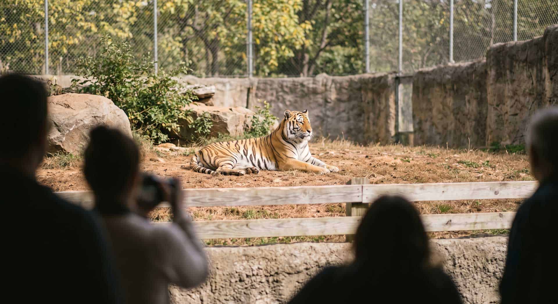 The Tamed Tiger. Why We Mistake It for a Stuffed Animal — Until It Breaks Out Again.